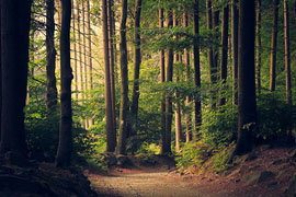 Naturbild